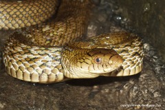 Elaphe carinata