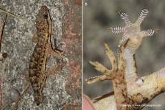Hemidactylus bowringi