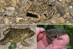 Hoplobatrachus rugulosus