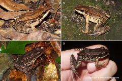 Hylarana latouchii