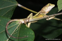 Japalura polygonata xanthostoma