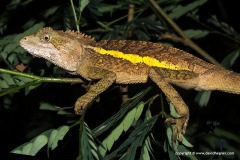 Japalura swinhonis
