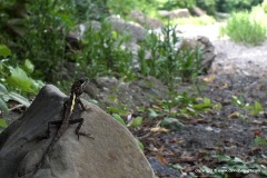Japalura swinhonis