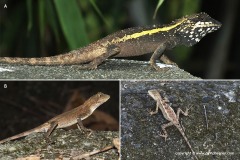 Japalura swinhonis