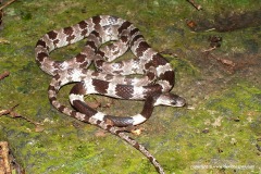 Lycodon ruhstrati