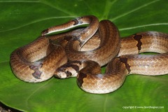 Oligodon ornatus