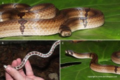 Oligodon ornatus