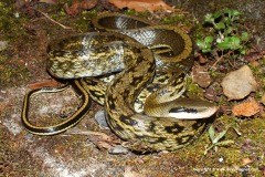 Orthriophis taeniurus friesei