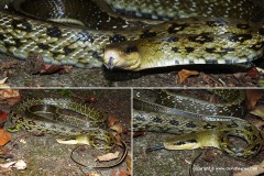 Orthriophis taeniurus friesei
