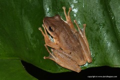 Polypedates braueri