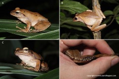 Polypedates braueri