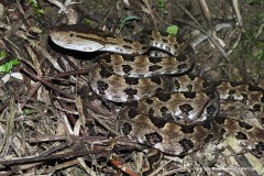 Protobothrops mucrosquamatus