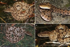 Protobothrops mucrosquamatus