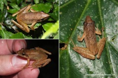 Rana longicrus