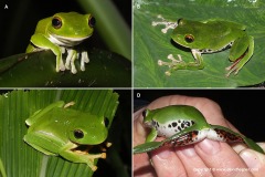 Rhacophorus moltrechti