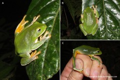 Rhacophorus taipeianus