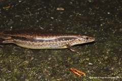 Scincella formosensis