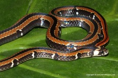 Sinomicrurus hatori