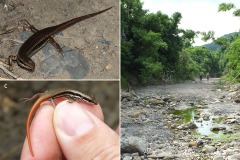 Sphenomorphus incognitus