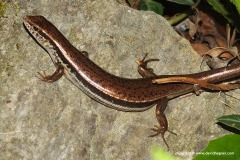 Sphenomorphus indicus