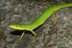 Takydromus sauteri