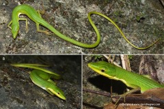 Takydromus sauteri
