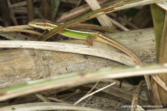 Takydromus viridipunctatus