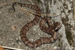 Ovophis gracilis