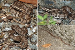 Ovophis gracilis