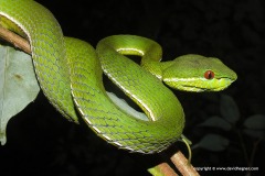 Trimeresurus stejnegeri