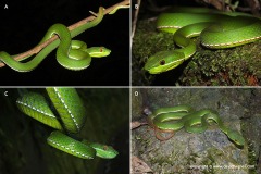 Trimeresurus stejnegeri