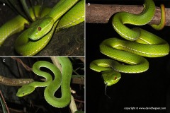 Trimeresurus stejnegeri