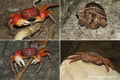 Crustacea sp.