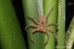 Sparassidae sp.