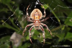 Araneidae sp.