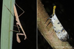 Mantidae sp. / Pyrops sp.