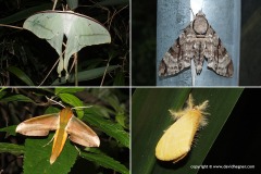 Lepidoptera sp.