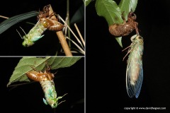 Cicadoidea sp.