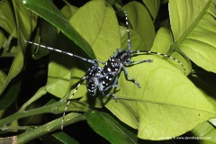 Anoplophora chinensis