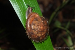 Aegista sp.