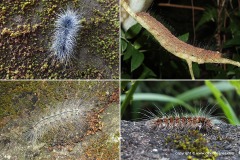 Lepidoptera sp.