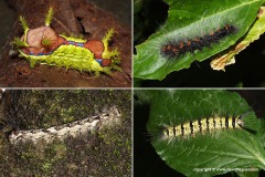 Lepidoptera sp.