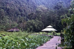 Thale-Ban