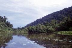 Thale-Ban