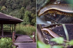 Eutropis multifasciata