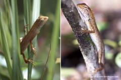 Calotes versicolor