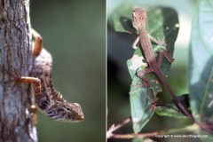 Calotes versicolor