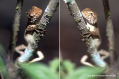 Calotes versicolor