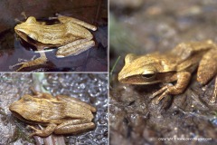 Polypedates leucomystax