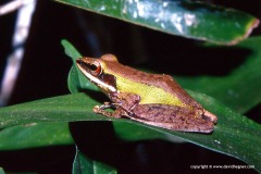 Hylarana cf. labialis
